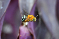 Amegilla cingulata