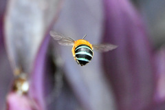 Amegilla cingulata