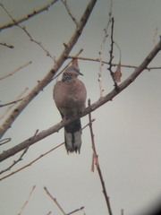 Streptopelia chinensis