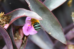 Amegilla cingulata