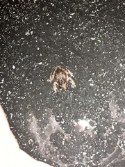 Pseudacris hypochondriaca