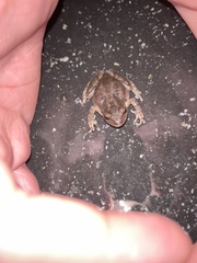 Pseudacris hypochondriaca