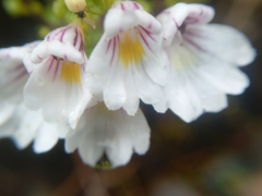 Euphrasia cuneata