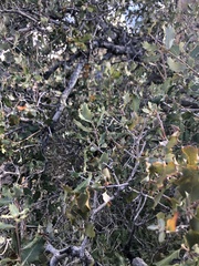 Quercus cornelius-mulleri