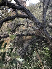 Quercus cornelius-mulleri