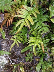 Blechnum montanum