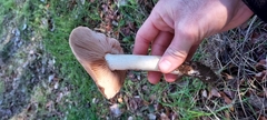 Entoloma ferruginans