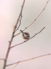 Aegithalos concinnus