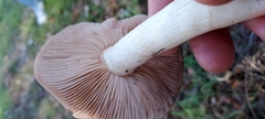 Entoloma ferruginans