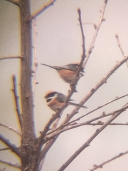 Aegithalos concinnus