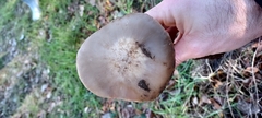 Entoloma ferruginans
