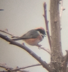 Aegithalos concinnus