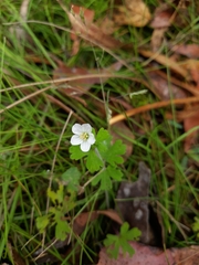 Geranium potentilloides