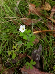 Geranium potentilloides