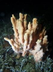 Callyspongia annulata
