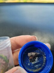 Atrapsalta corticina