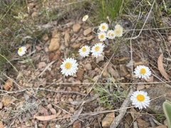 Leucochrysum albicans