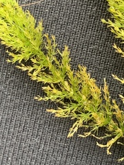 Chara fibrosa acanthopitys