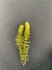 Chara fibrosa acanthopitys
