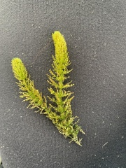 Chara fibrosa acanthopitys