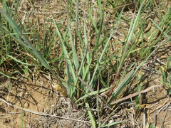 Andropogon chinensis