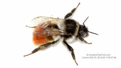 Bombus pyrosoma