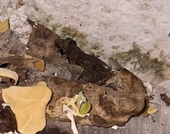 Eleutherodactylus planirostris