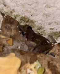 Eleutherodactylus planirostris