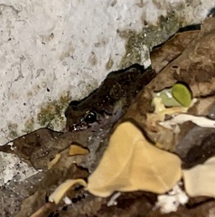 Eleutherodactylus planirostris