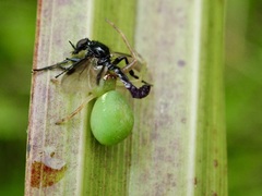 Diaea