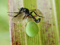Diaea