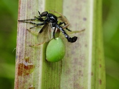 Diaea