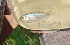 Oreochromis mossambicus