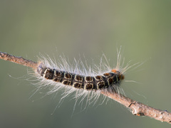 Eriogaster lanestris