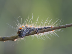 Eriogaster lanestris