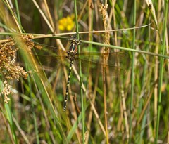 Synthemis eustalacta