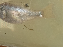 Oreochromis mossambicus