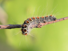 Eriogaster lanestris