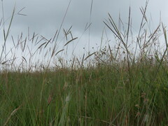 Andropogon chinensis
