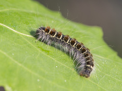 Eriogaster lanestris