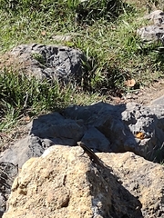 Sceloporus variabilis