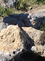 Sceloporus variabilis