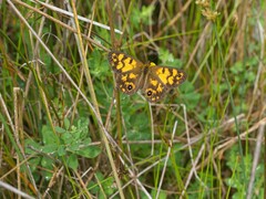 Heteronympha cordace