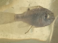 Oreochromis mossambicus