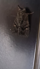 Neumichtis nigerrima