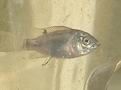 Oreochromis mossambicus