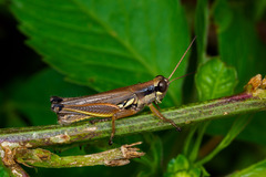 Paroxya atlantica