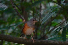 Turdus hortulorum