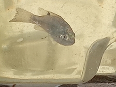 Oreochromis mossambicus
