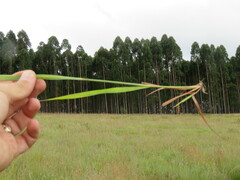 Andropogon chinensis